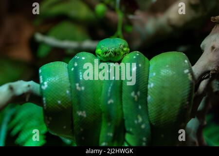 Boa di Emerald Tree (Corallus caninus) avvolto in un albero molto vicino. Un bel serpente verde della giungla. Foto Stock