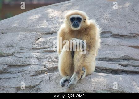 Un gibbone argenteo o Javan (Moloch di Hylobates) siede su una roccia Foto Stock