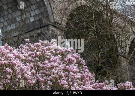 Una spettacolare esposizione di fiori fiorisce su un albero Magnolia Magnolia x soulangeana che cresce sotto gli enormi archi del Viadotto di Trenance a Newquay in Corn Foto Stock