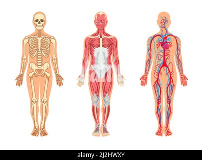 Muscoli e ossa nel set di illustrazioni vettoriali del corpo umano. Uomo cartoon con scheletro e struttura dei vasi sanguigni, vene, arterie, sistema muscolare, isolo Illustrazione Vettoriale