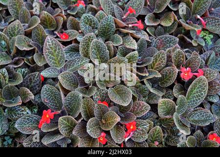 Fiori di violetto di fiamma (Episcia cubrata) in giardino Foto Stock