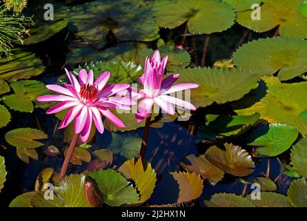 Gigli d'acqua rosa (Ninfea pubescens) sul lago Foto Stock