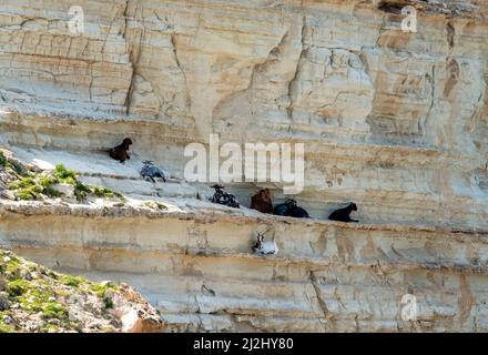 Le capre ferali selvatiche riposano all'ombra su una scogliera calcarea nella baia di Avakas, nel Parco Nazionale di Akamas Penisnsula, Repubblica di Cipro. Foto Stock