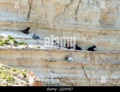 Le capre ferali selvatiche riposano all'ombra su una scogliera calcarea nella baia di Avakas, nel Parco Nazionale di Akamas Penisnsula, Repubblica di Cipro. Foto Stock