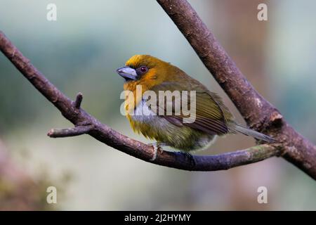 Barbet Semnornis frantzii Sarapiqui, Costa Rica BI032916 Foto Stock