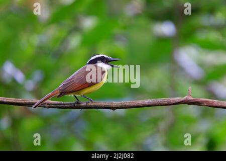 Grande Kiskadee Pitangus sulfuratus Sarapiqui, Costa Rica BI033067 Foto Stock