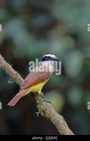 Grande Kiskadee Pitangus sulfuratus Sarapiqui, Costa Rica BI033086 Foto Stock