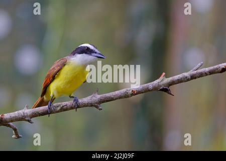 Grande Kiskadee Pitangus sulfuratus Sarapiqui, Costa Rica BI033089 Foto Stock