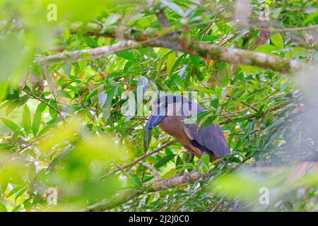 Heron con fatturazione a barca – Roost diurno Cochlearius cochlearius la Fortuna, Costa Rica BI033117 Foto Stock