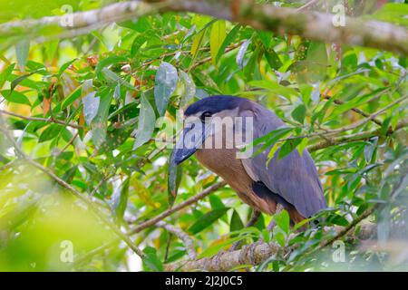 Heron con fatturazione a barca – Roost diurno Cochlearius cochlearius la Fortuna, Costa Rica BI033118 Foto Stock