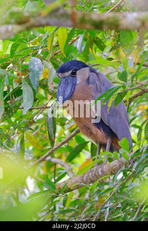 Heron con fatturazione a barca – Roost diurno Cochlearius cochlearius la Fortuna, Costa Rica BI033119 Foto Stock