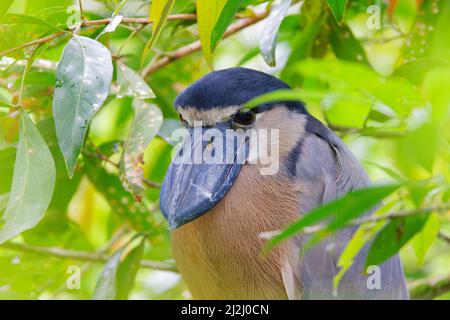 Heron con fatturazione a barca – Roost diurno Cochlearius cochlearius la Fortuna, Costa Rica BI033120 Foto Stock