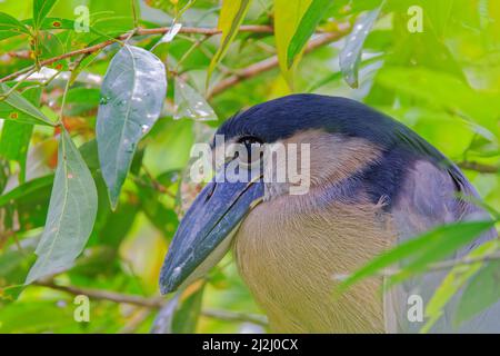 Heron con fatturazione a barca – Roost diurno Cochlearius cochlearius la Fortuna, Costa Rica BI033121 Foto Stock