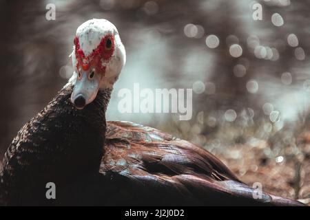 Un fuoco selettivo di anatra moscovica (cairina moschata) a Miami, Florida Foto Stock