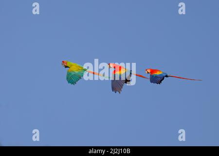 Grande verde Macaw - in volo Ara ambiguo Sarapiqui, Costa Rica BI033681 Foto Stock