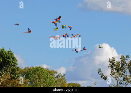 Grande Macaw verde & Scarlet Macaw - Flock in volo Ara ambigue & Ara macao Sarapiqui, Costa Rica BI033682 Foto Stock