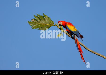 Scarlatto Macaw Ara macao Sarapiqui, Costa Rica BI033704 Foto Stock