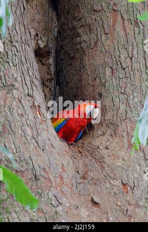 Scarlatto Macaw – giovane uccello nel nido buco Ara macao Tarcoles, Costa Rica BI033712 Foto Stock