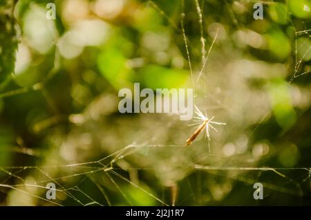 Cobweb su uno sfondo di prato verde. Foto Stock