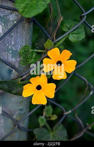 Fiori di vite Susan dall'occhio nero (Thunbergia alata) Foto Stock