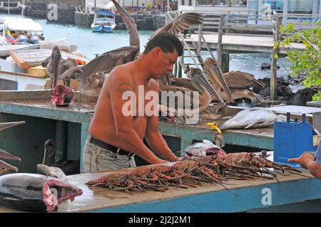 Fiskmarket, Puerto Ayora, isola di Santa Cruz, isole Galapagos, Ecuador Foto Stock