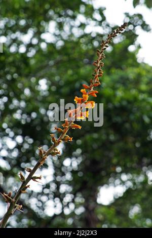 Fiori di dyckia arancio (Dyckia platyphylla) in giardino Foto Stock