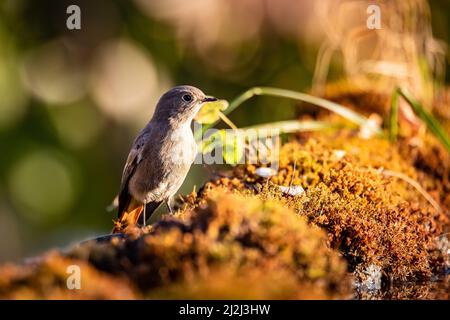 Primo piano di un Redstart nero, Fenicurus ocruros, in piedi su un cespuglio Foto Stock