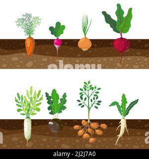 Insieme di verdure diverse radicate che crescono sottoterra. Illustrazione del vettore cartoon. Cerotto di tuberi, piante come carota, cipolla, patata, ravanello, barbabietola, b Illustrazione Vettoriale