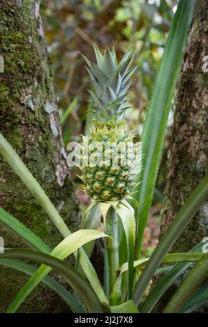 ananas pianta con un frutto giovane, pianta tropicale economicamente importante, primo piano Foto Stock