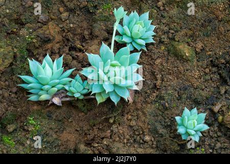 piante succulente all'aperto spesse, carnose e ingorgite, note come succulenti, acqua che immagazzina o trattiene e aria che purifica pianta con suolo Foto Stock