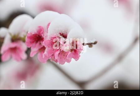 Escherndorf, Germania. 02nd Apr 2022. Coperto di neve sono fiori di pesca in un frutteto. Credit: Karl-Josef Hildenbrand/dpa/Alamy Live News Foto Stock