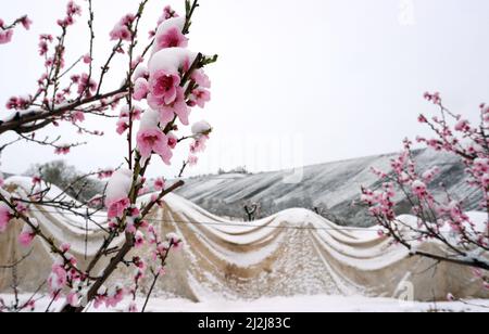 Escherndorf, Germania. 02nd Apr 2022. Per proteggerli dal gelo, gli alberi fioriti di un frutteto di pesca sono parzialmente ricoperti di vello. Credit: Karl-Josef Hildenbrand/dpa/Alamy Live News Foto Stock