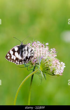 Farfalla bianca marmorizzata Melanargia galathea maschio seduto con ali sparse su una pianta prata con piccoli fiori rosa. Foto Stock