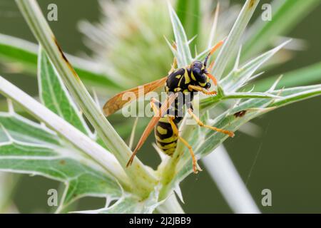 Vespa comune, Vespula vulgaris seduta su una foglia di cardo spinoso. Nel prato. Vista laterale, primo piano. Trencin, Slovacchia Foto Stock