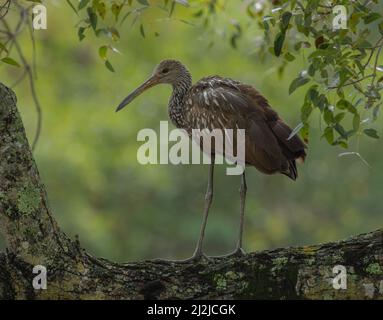 Un limpkin arroccato in un albero in Florida. Foto Stock