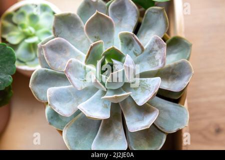 Primo piano di un cactus. Pianta succulenta verde in moderno vaso geometrico di calcestruzzo a casa. Concetto di giardinaggio domestico Foto Stock