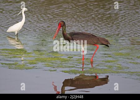 Cicogna nera (Ciconia nigra) Lesvos Grecia maggio 2010 Foto Stock