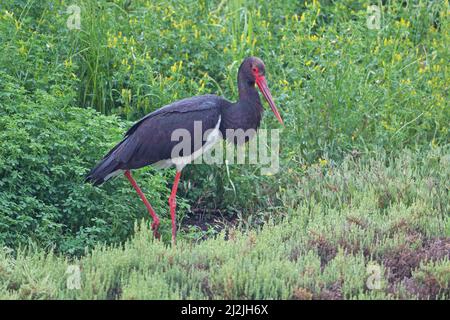 Cicogna nera (Ciconia nigra) Lesvos Lesbos Grecia GR Aprile 2011 Foto Stock