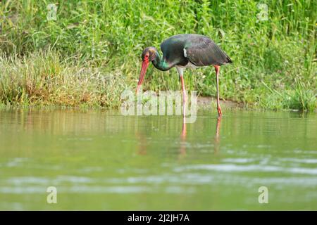 Cicogna nera (Ciconia nigra) Lesvos Lesbos Grecia GR Aprile 2014 Foto Stock