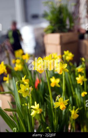 Narcissus pseudonarcisis (comunemente noto come daffodil selvatico o giglio di Quaresima) (gallese: Cennin Pestr) è una pianta perenne da fiore. Foto Stock