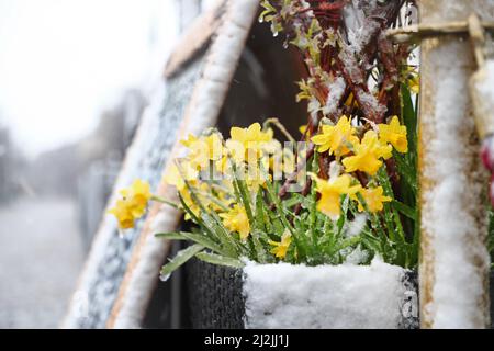 Narcissus pseudonarcisis (comunemente noto come daffodil selvatico o giglio di Quaresima) (gallese: Cennin Pestr) è una pianta perenne da fiore. Foto Stock