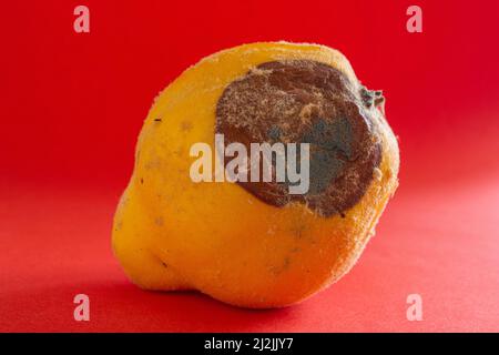 Cotogna ammuffita. Primo piano di foto di frutta di cotogna marcio su sfondo rosso. Concetto di spreco di cibo. Muffa coperto cibo. Attendere a lungo. Foto Stock