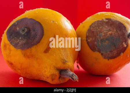 Cotogna ammuffita. Primo piano di foto di frutta di cotogna marcio su sfondo rosso. Concetto di spreco di cibo. Muffa coperto cibo. Attendere a lungo. Foto Stock