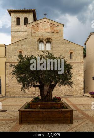 Un albero di fronte alla chiesa di Santa Eufemia, Spoleto, Umbria, Italia Foto Stock