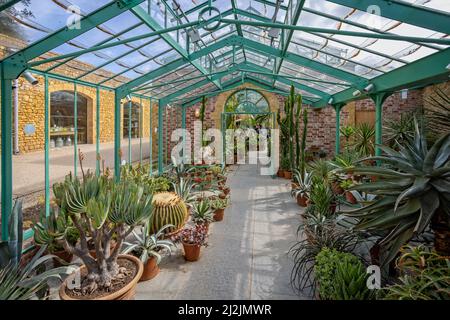 Cafe all'interno della serra con cactus e piante esotiche al Newt, Somerset, Regno Unito il 2 aprile 2022 Foto Stock