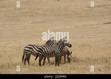 Zebre delle tre pianure (Equus quagga) nel cratere di Ngorongoro, Tanzania Foto Stock