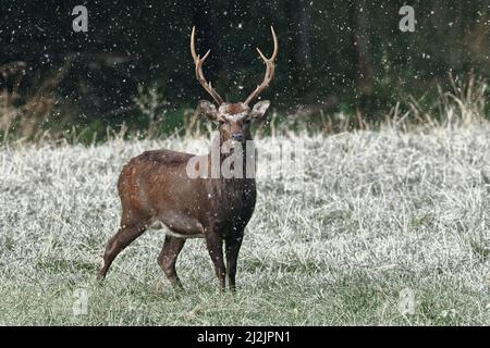 A novembre, un enorme cervo sika si erge su un prato boschivo e cade la prima neve quest'anno. Foto Stock