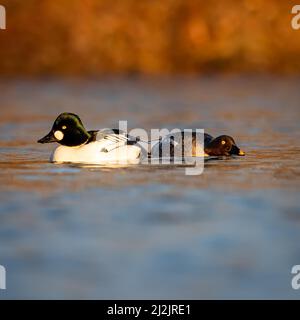Seduzione primaverile per il Goldeneye, tra i due si forma un cuore Foto Stock