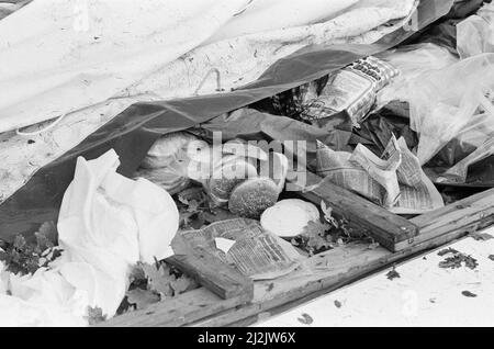 La Grande tempesta Ottobre 1987. Le nostre immagini mostra . . . Storm Damage Wentworth Golf Club, sede del Suntory World Matchplay Championship, Surrey, Inghilterra, 16th ottobre 1987. La Grande tempesta del 1987 avvenne nella notte del 15th e 16th ottobre 1987. Un sistema meteorologico insolitamente forte ha causato venti per colpire gran parte dell'Inghilterra meridionale e della Francia settentrionale. Fu la peggiore tempesta a colpire l'Inghilterra dalla Grande tempesta del 1703. Il danno è stato stimato a 7,3 miliardi di sterline inglesi; 23 miliardi di franchi francesi. Foto Stock