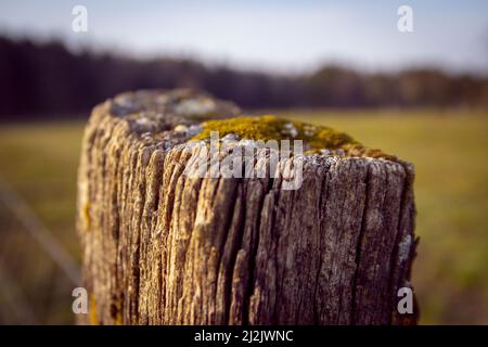 Un primo piano di un pezzo di legno ricoperto di muschio Foto Stock